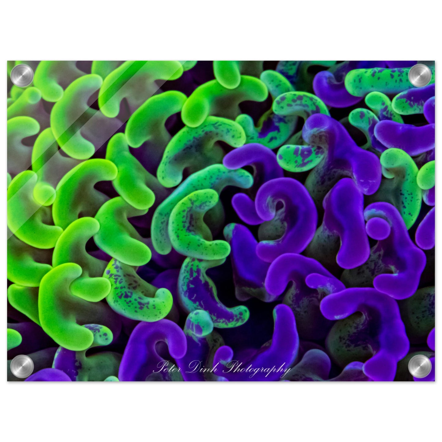 Bi-Color Hammer Coral Acrylic Print