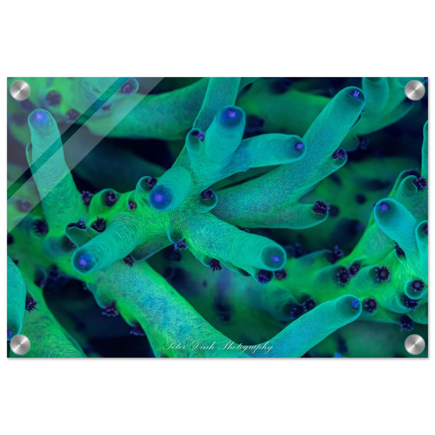 Smooth Skin Acropora Acrylic Print