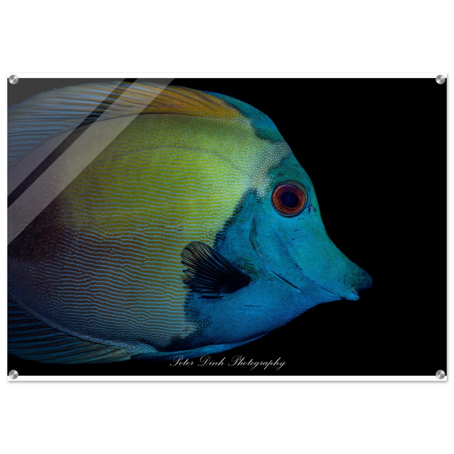 Blue Face Koi Tang Acrylic Print