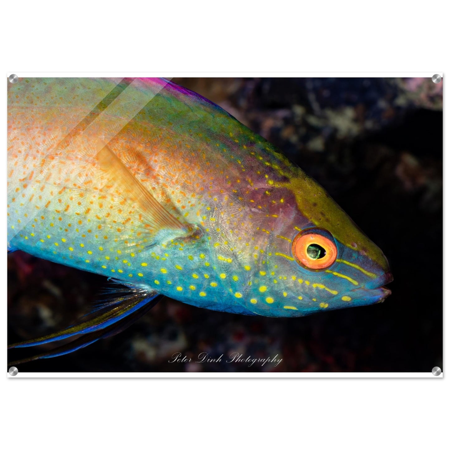 Cirrhilabrus Wrasse Acrylic Print