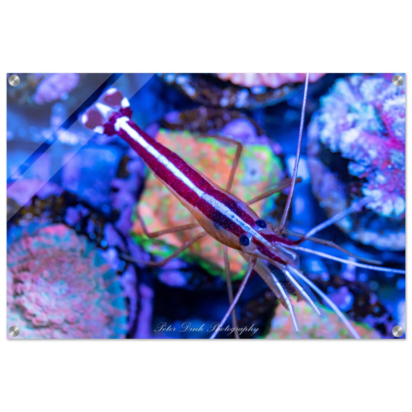 Top Down Cleaner Shrimp Acrylic Print