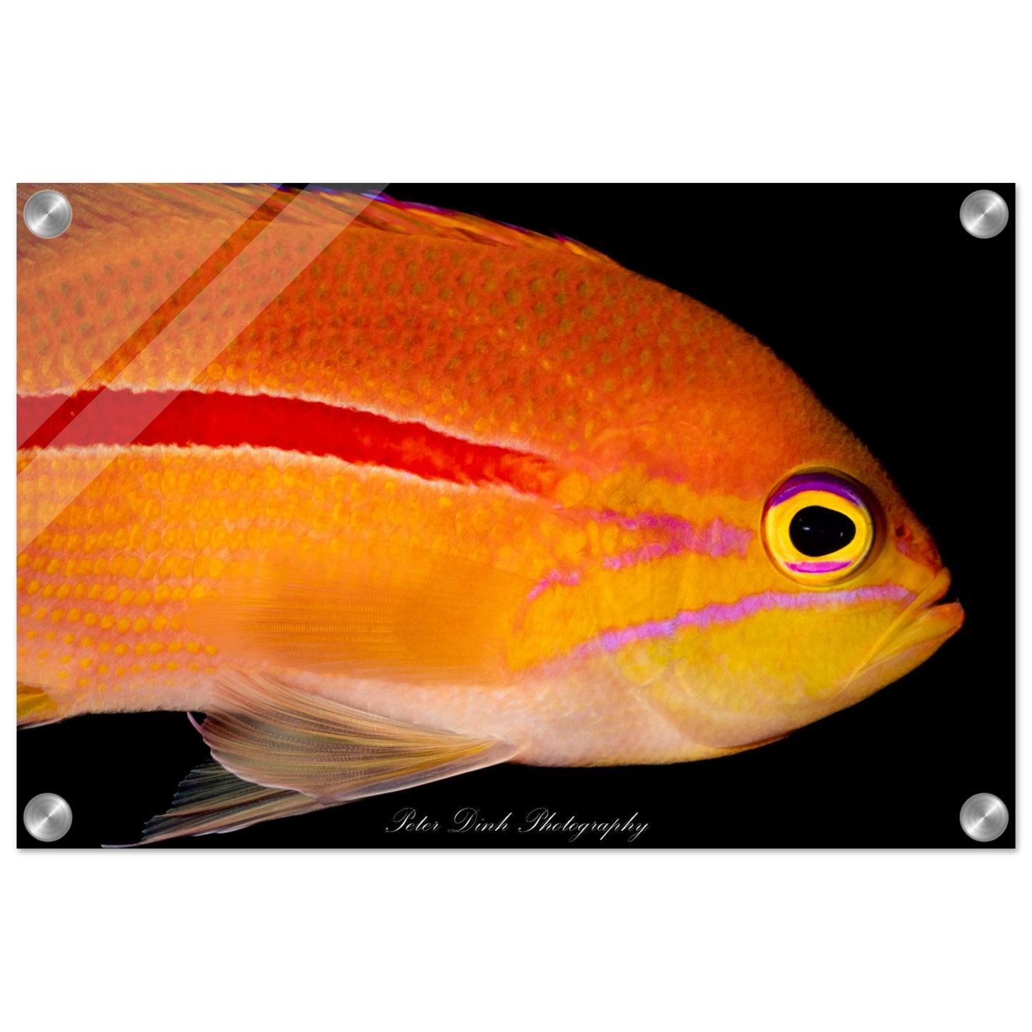 Anthias Acrylic Print