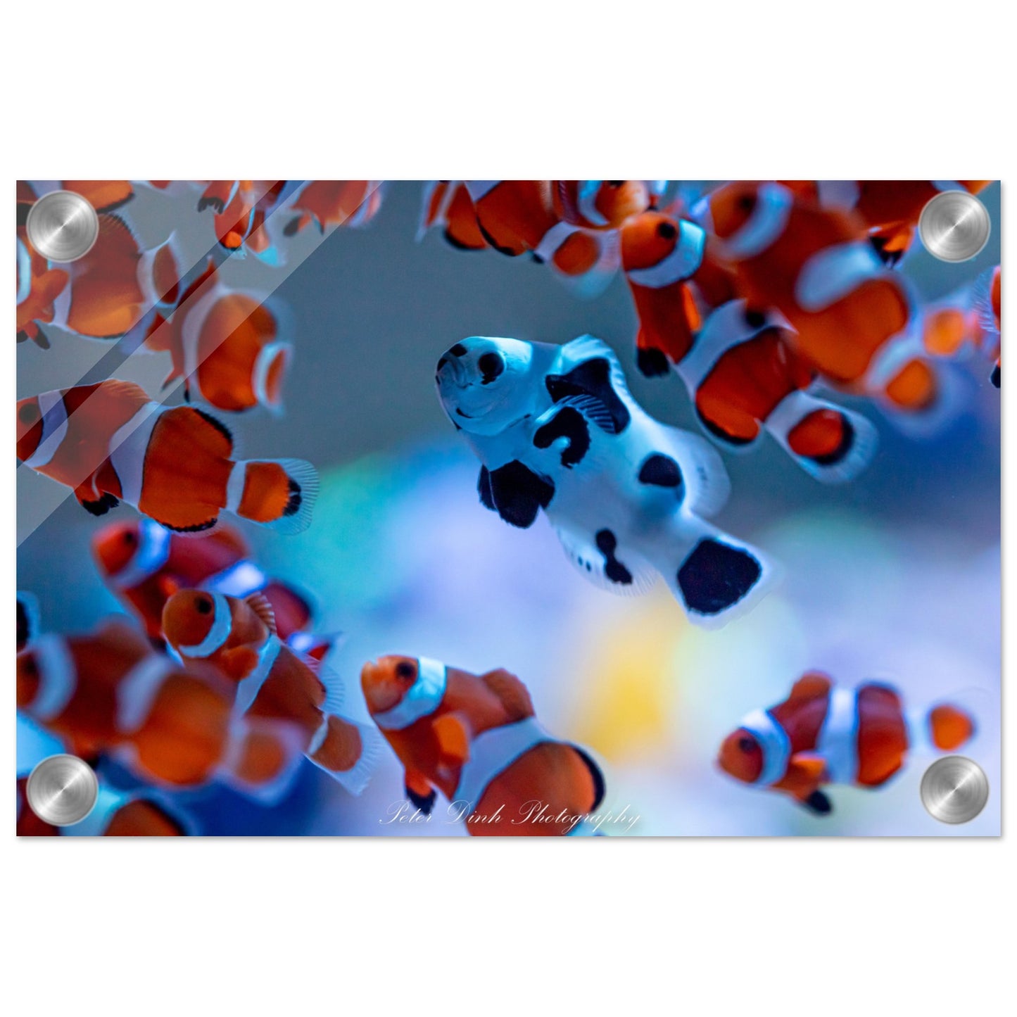 Stand Out Clownfish Acrylic Print