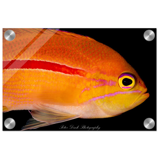 Anthias Acrylic Print