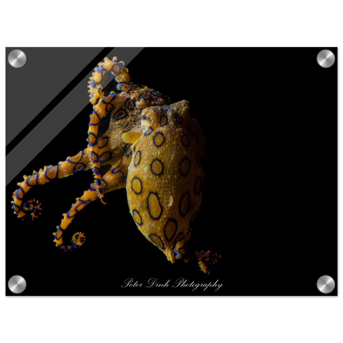 Mysterious Blue Ring Octopus Acrylic Print