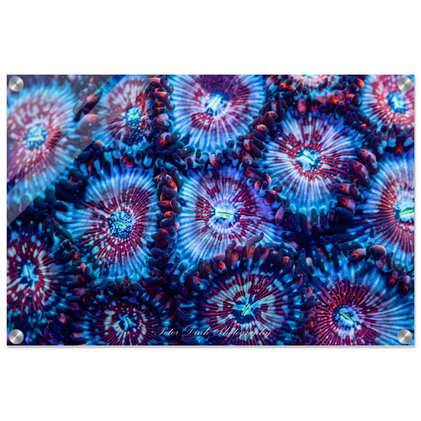 White Zombie Zoanthid Acrylic Print