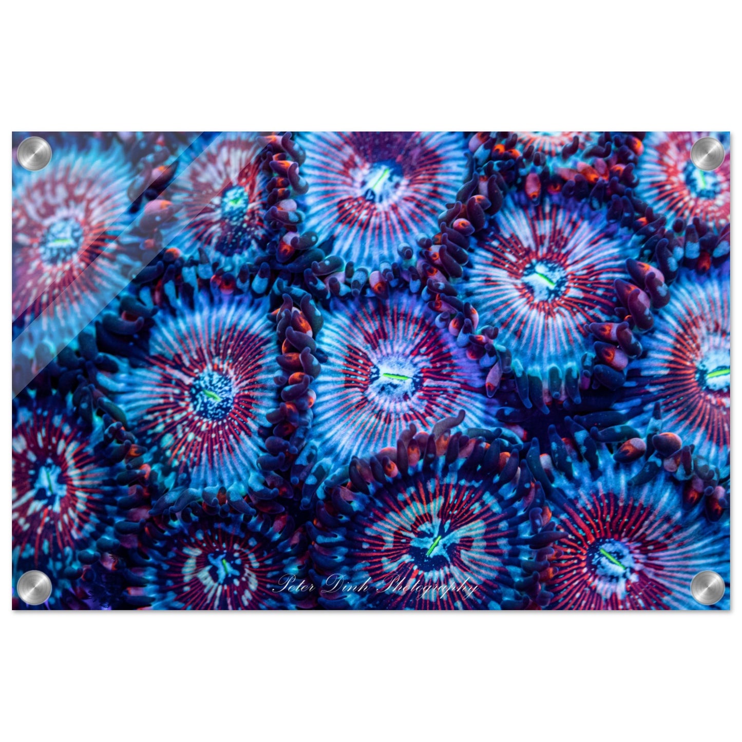 White Zombie Zoanthid Acrylic Print