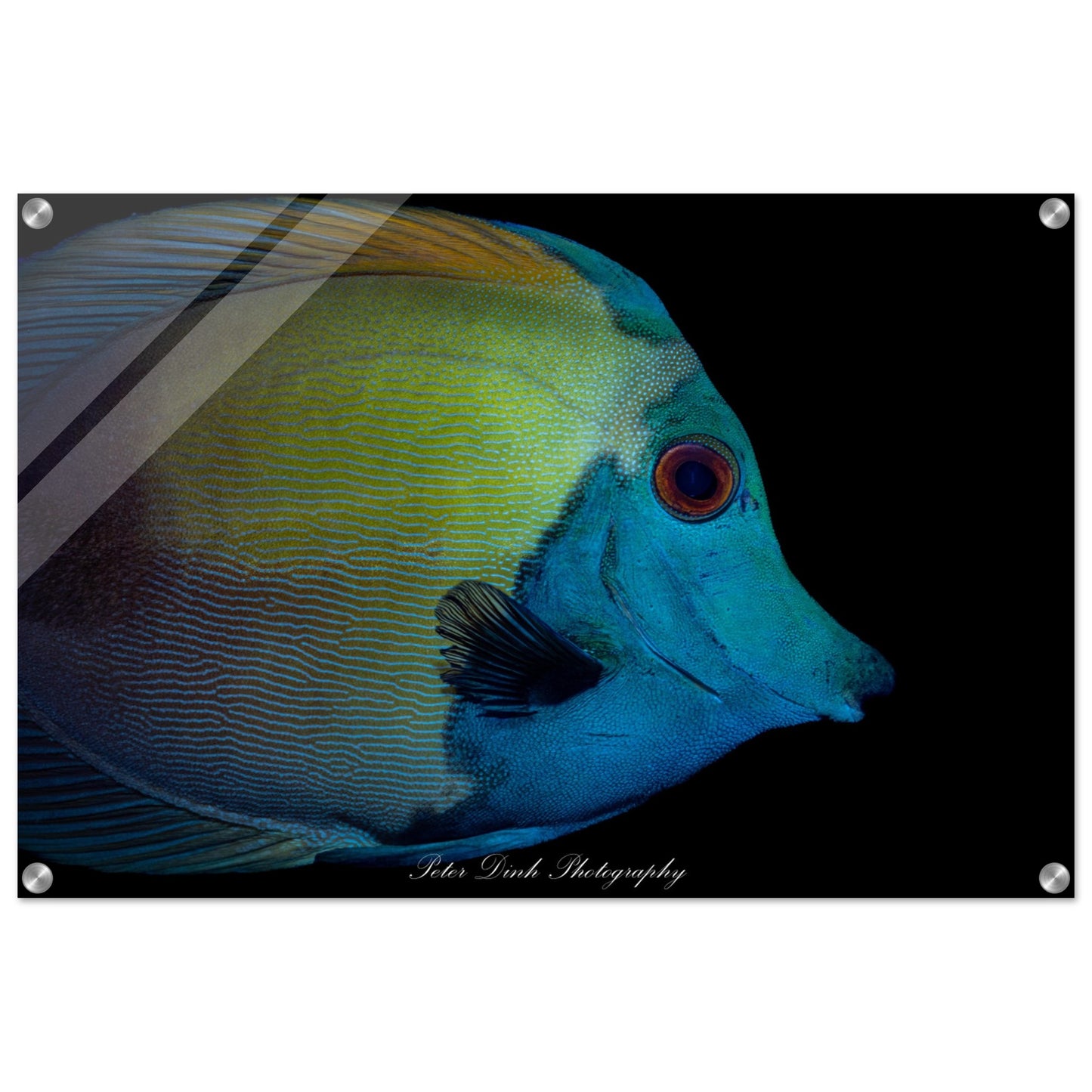 Blue Face Koi Tang Acrylic Print