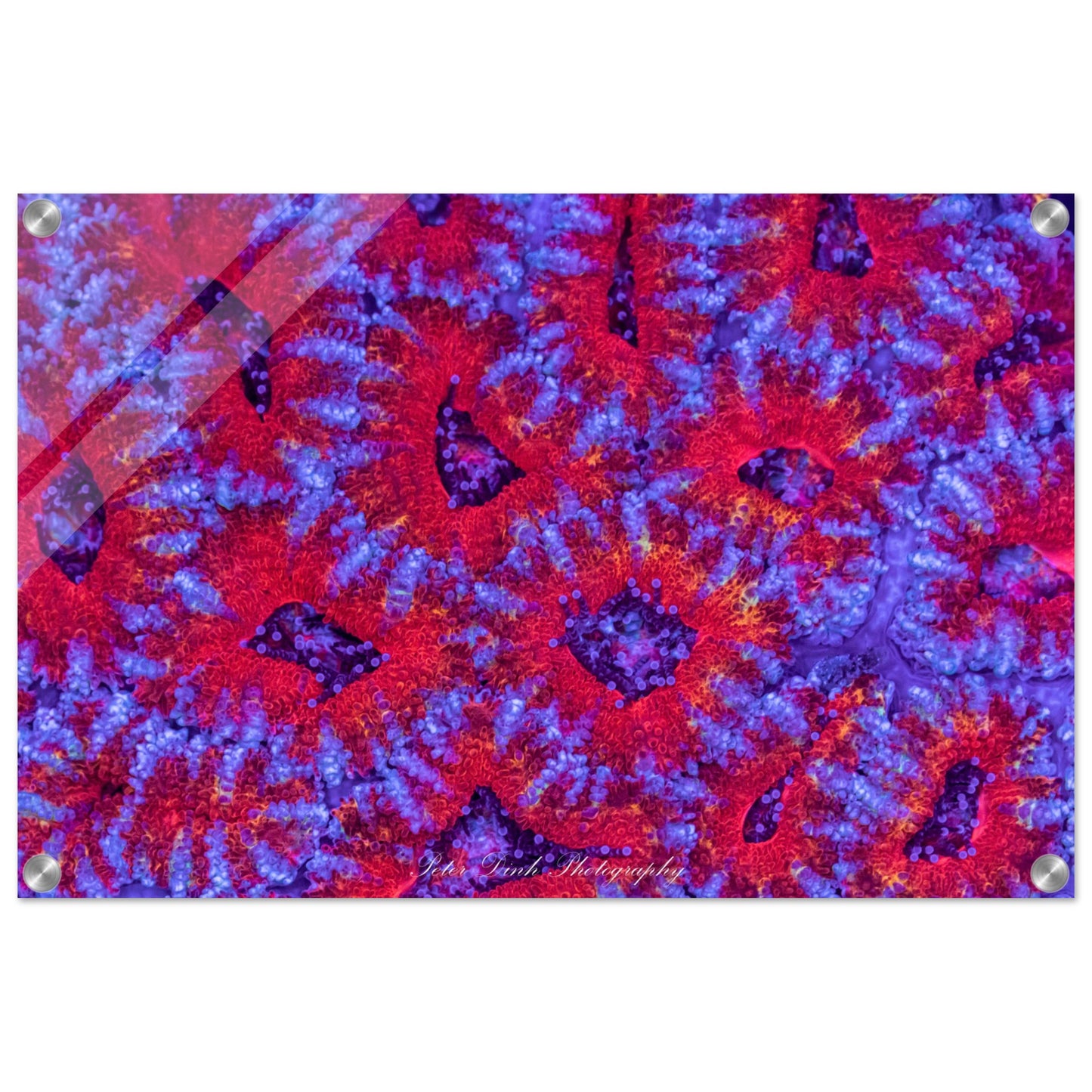 Micromussa (Acan Lord) Acrylic Print