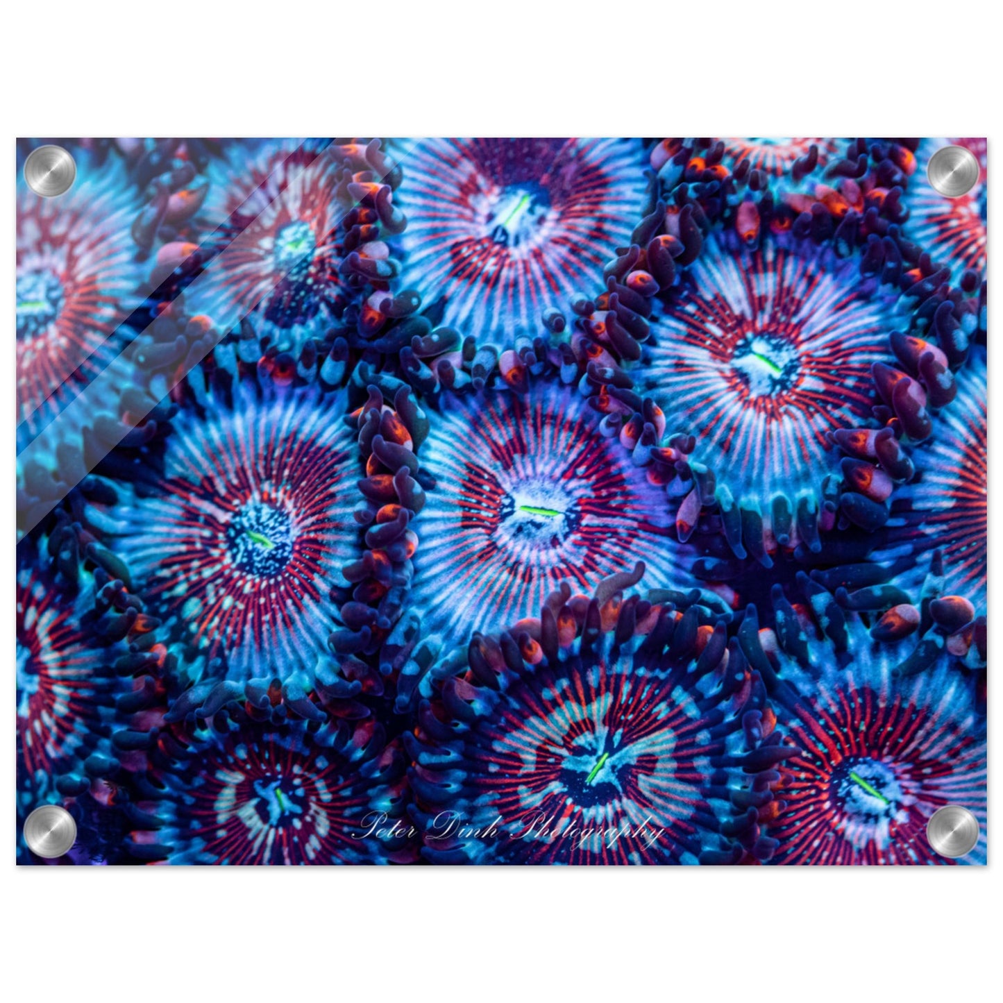 White Zombie Zoanthid Acrylic Print