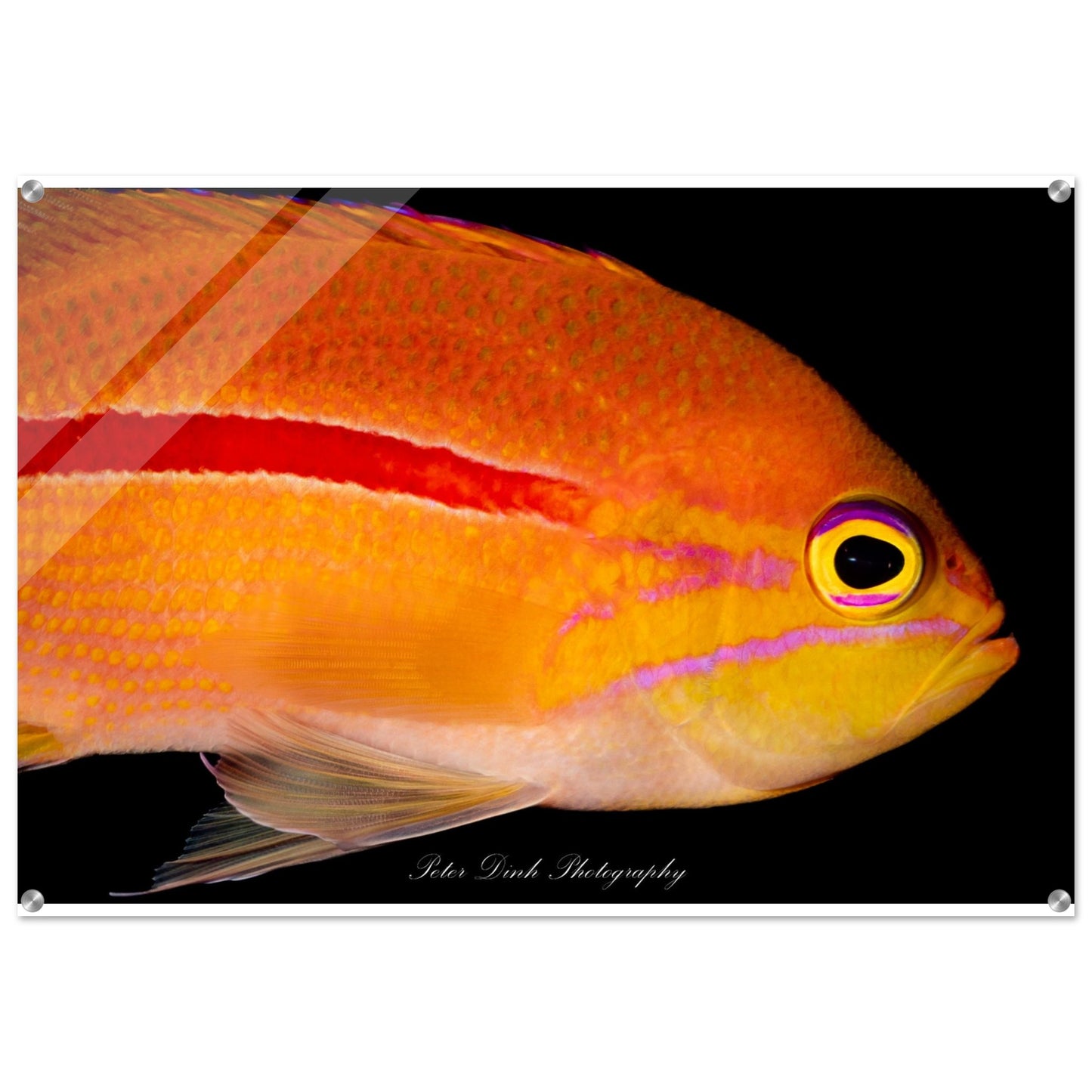 Anthias Acrylic Print