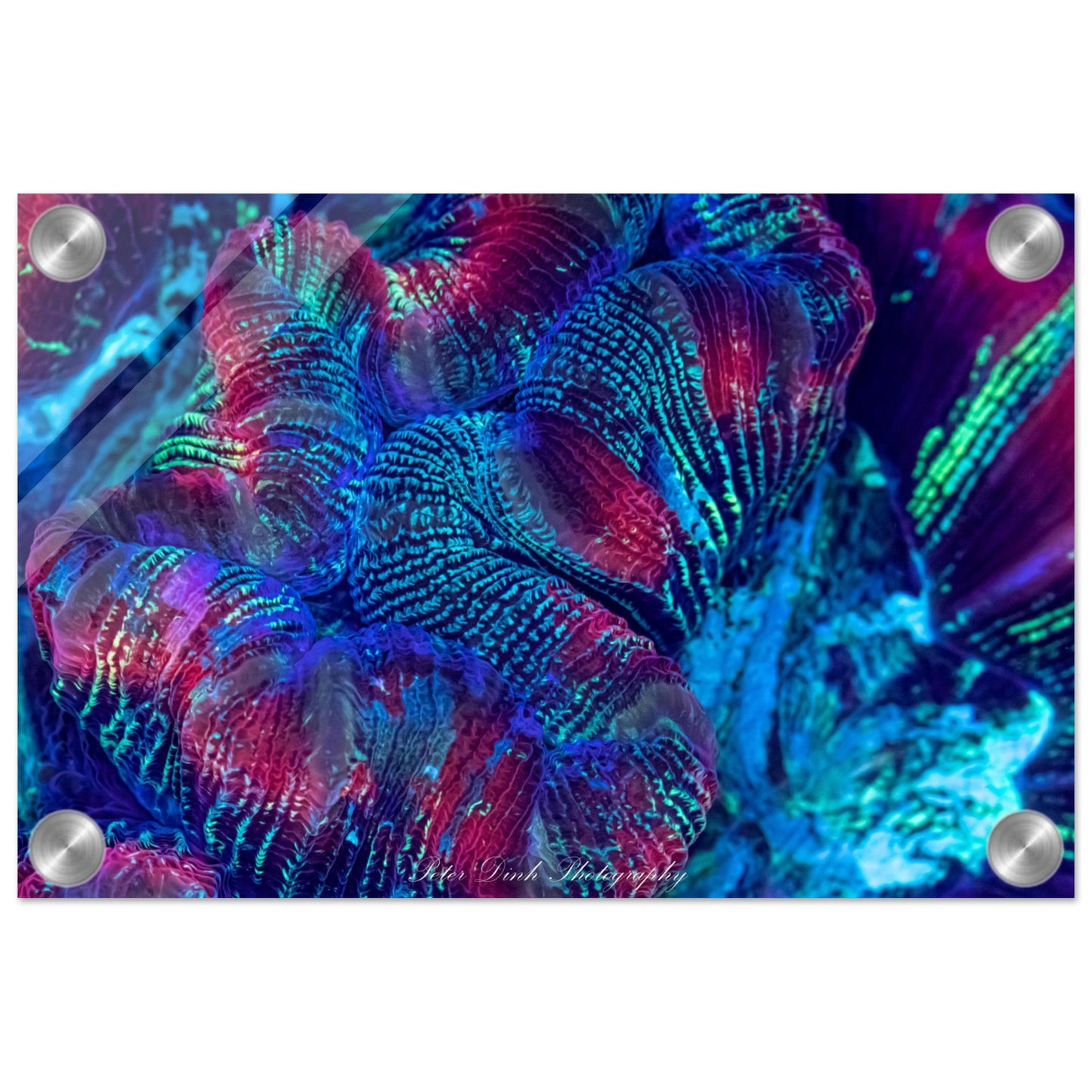 Trachyphyllia Acrylic Print