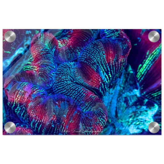 Trachyphyllia Acrylic Print