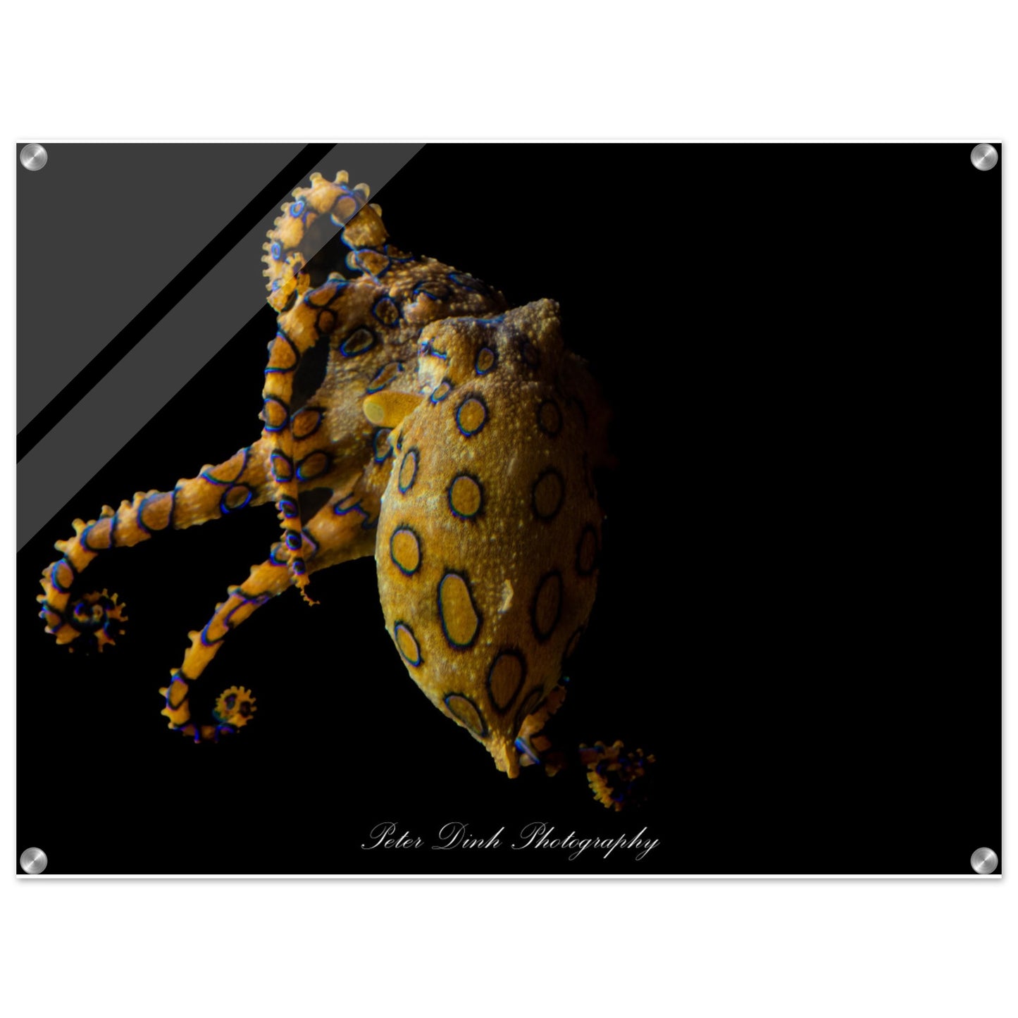 Mysterious Blue Ring Octopus Acrylic Print