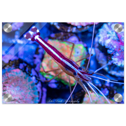 Top Down Cleaner Shrimp Acrylic Print