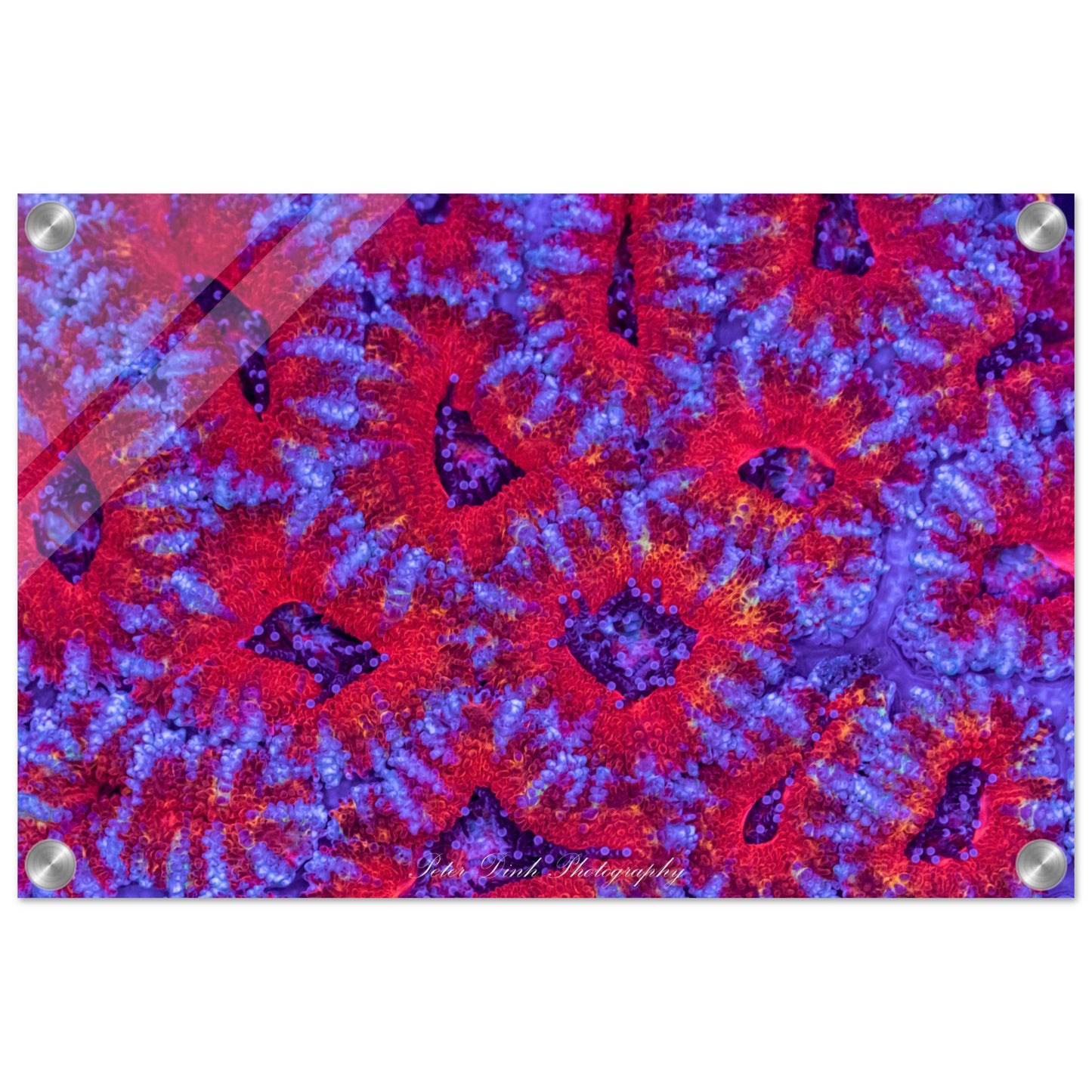 Micromussa (Acan Lord) Acrylic Print