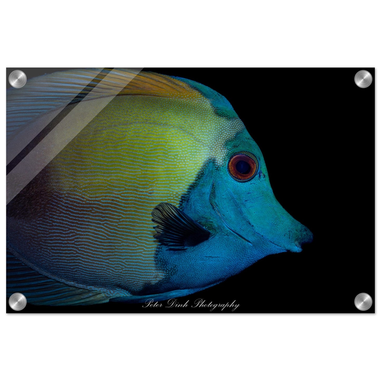 Blue Face Koi Tang Acrylic Print