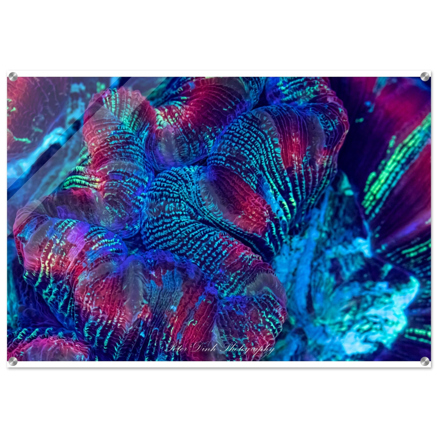 Trachyphyllia Acrylic Print