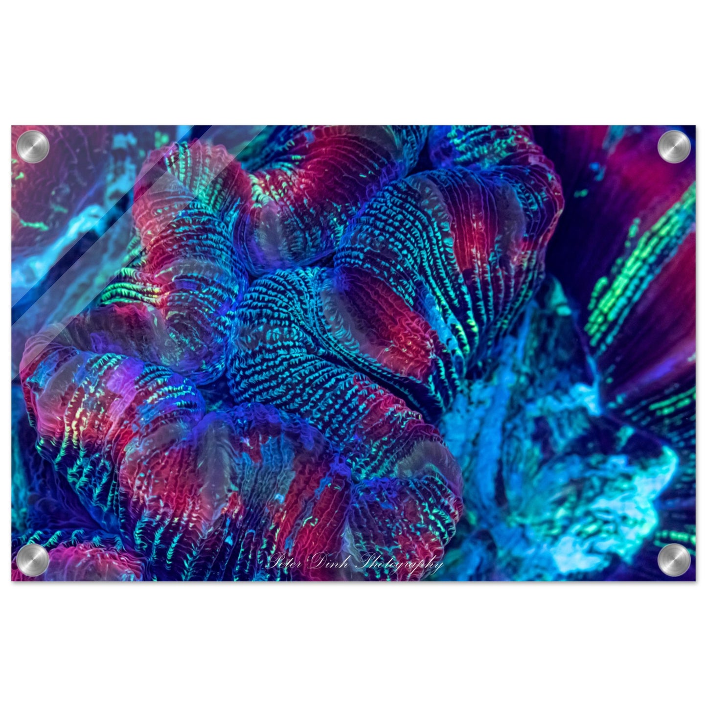 Trachyphyllia Acrylic Print