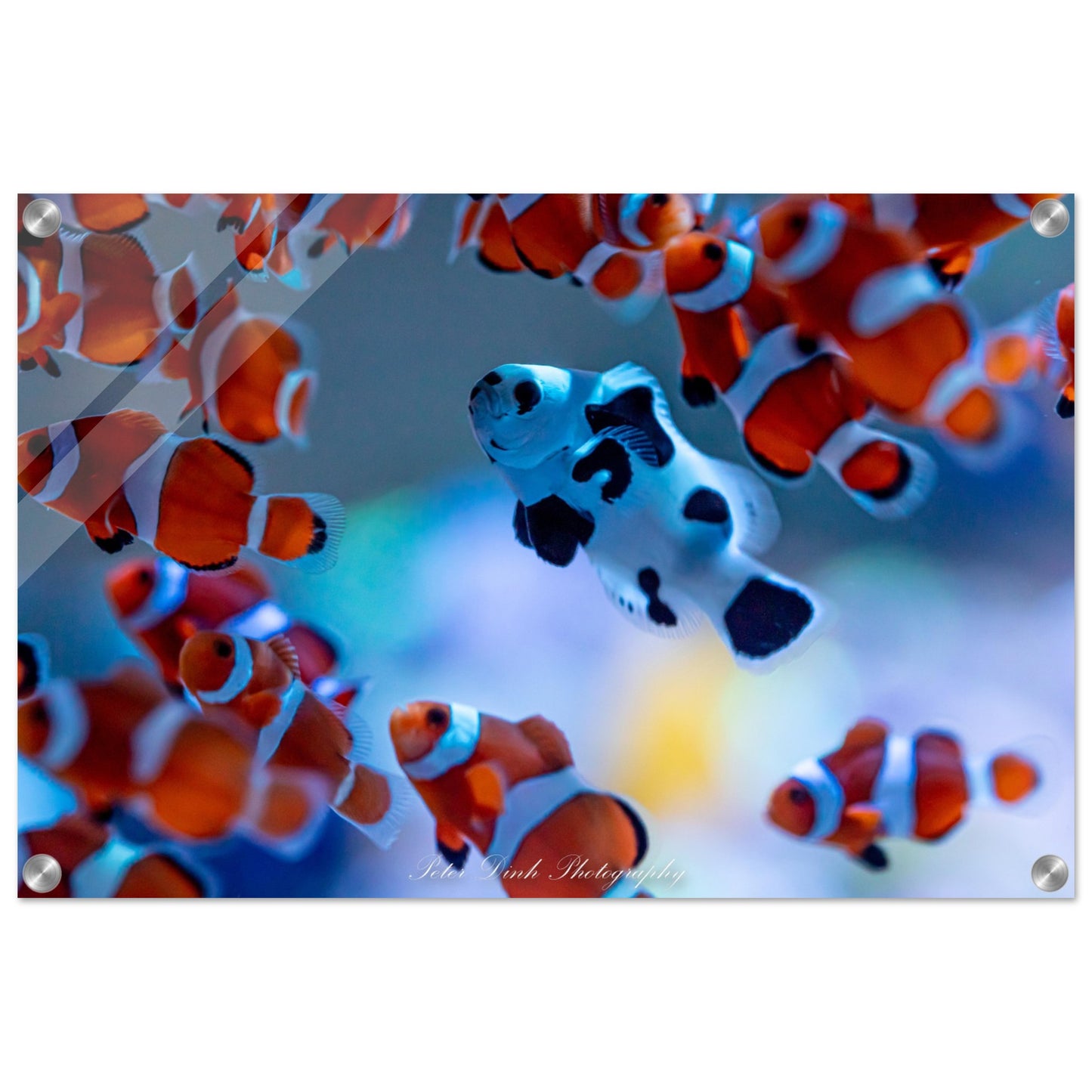 Stand Out Clownfish Acrylic Print