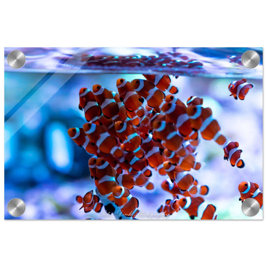 Clownfish Acrylic Print