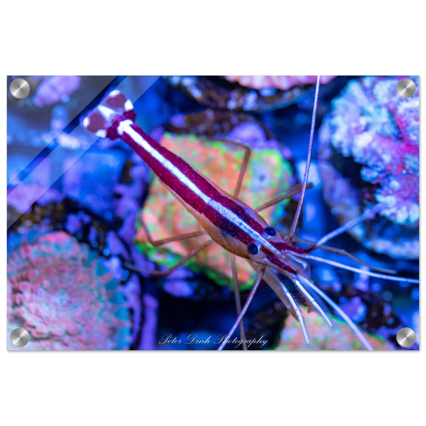 Top Down Cleaner Shrimp Acrylic Print