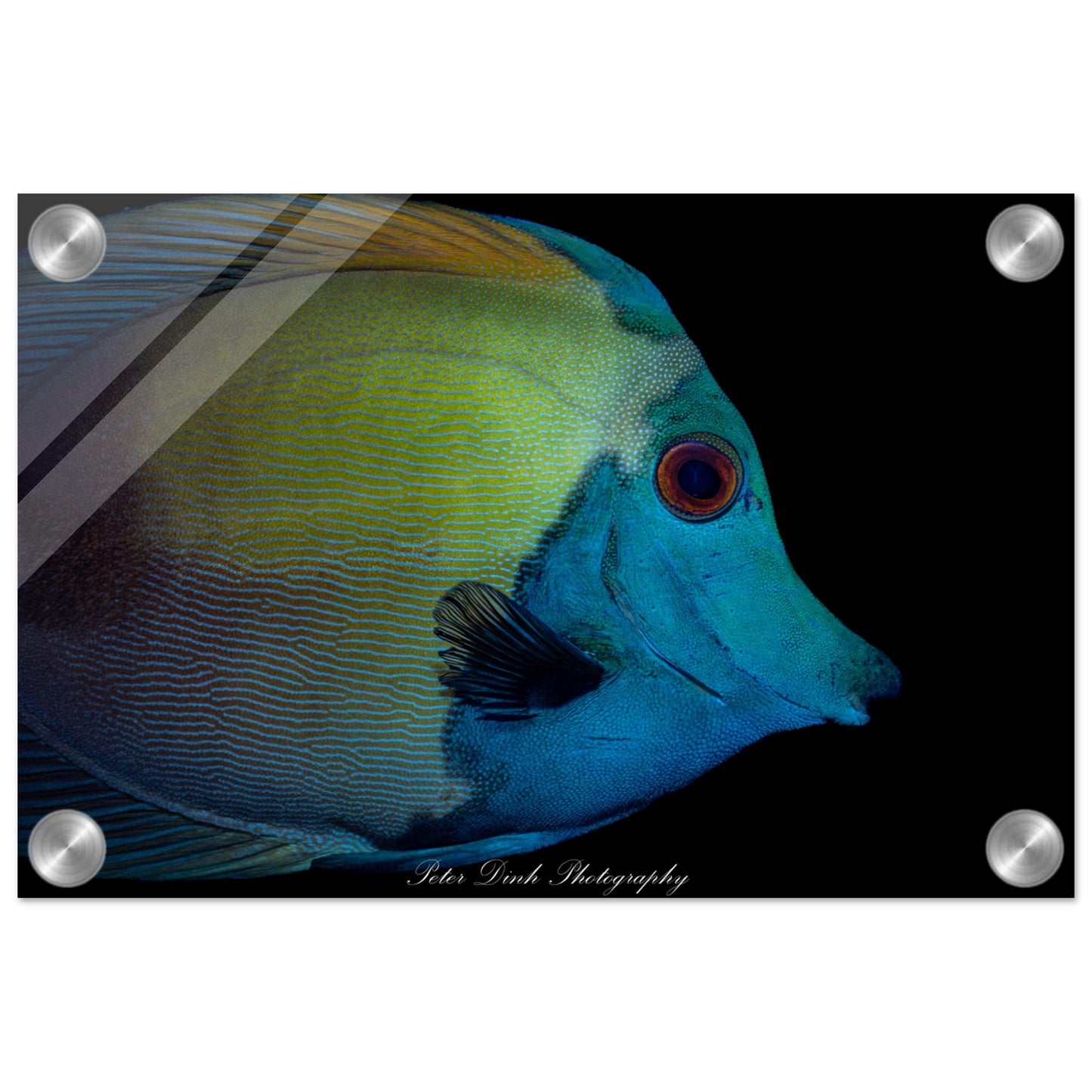 Blue Face Koi Tang Acrylic Print