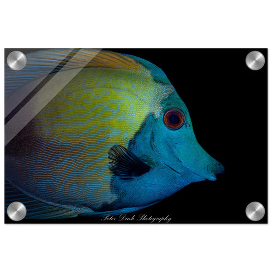 Blue Face Koi Tang Acrylic Print