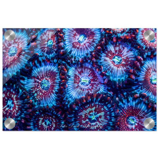 White Zombie Zoanthid Acrylic Print