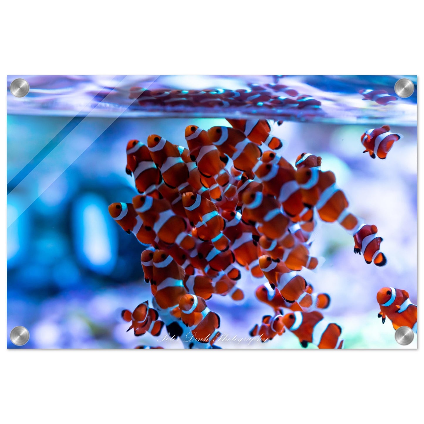 Clownfish Acrylic Print