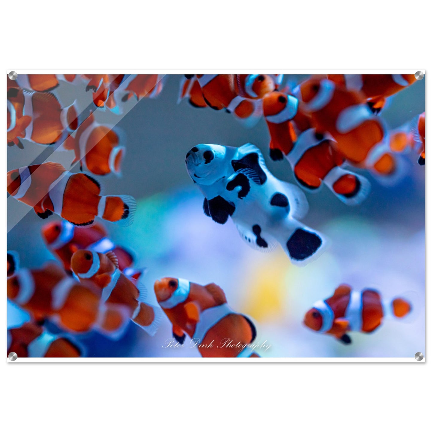 Stand Out Clownfish Acrylic Print