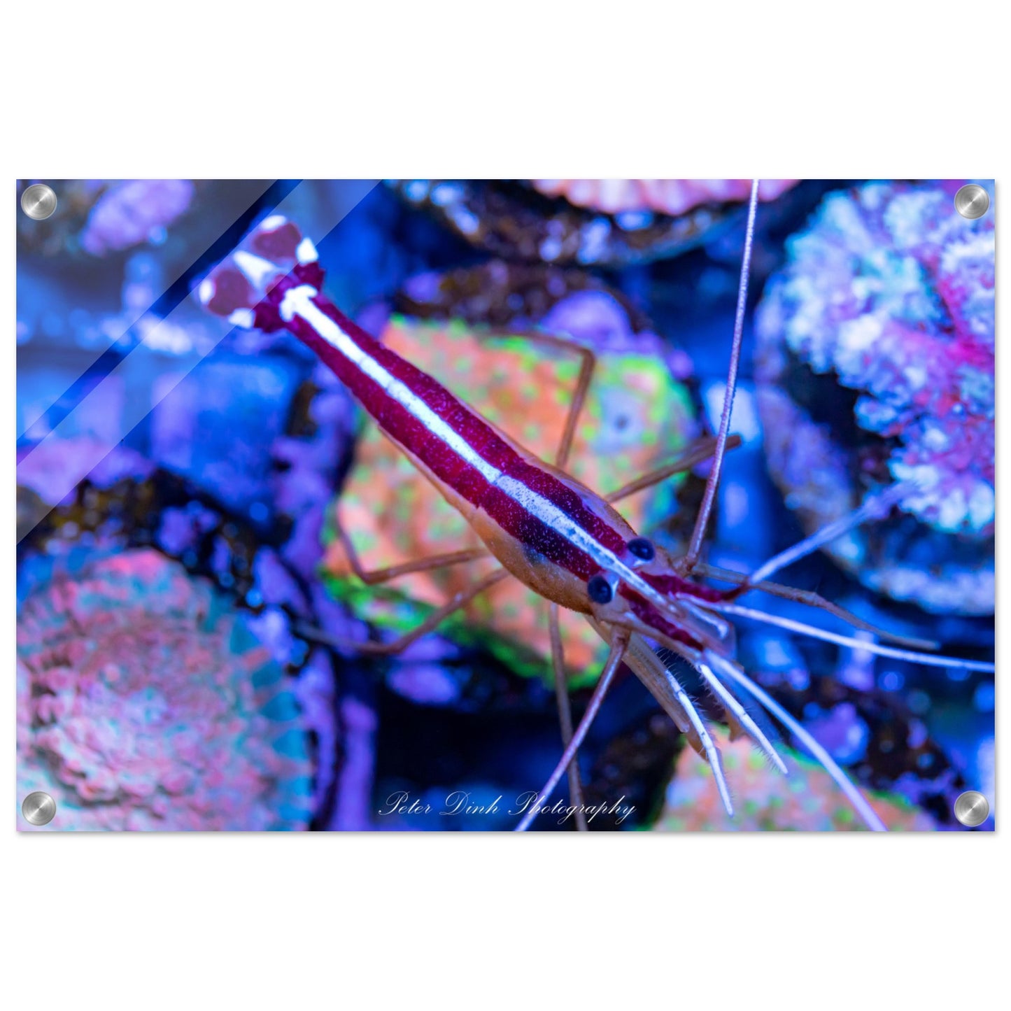 Top Down Cleaner Shrimp Acrylic Print