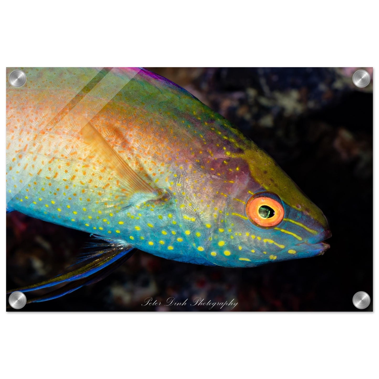 Cirrhilabrus Wrasse Acrylic Print