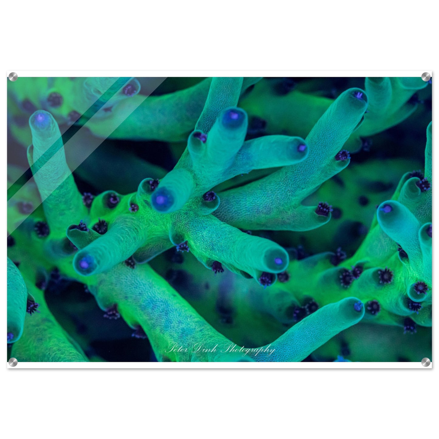 Smooth Skin Acropora Acrylic Print