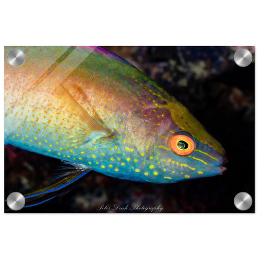 Cirrhilabrus Wrasse Acrylic Print