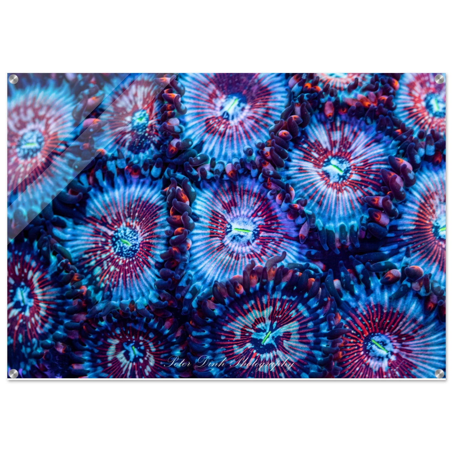 White Zombie Zoanthid Acrylic Print