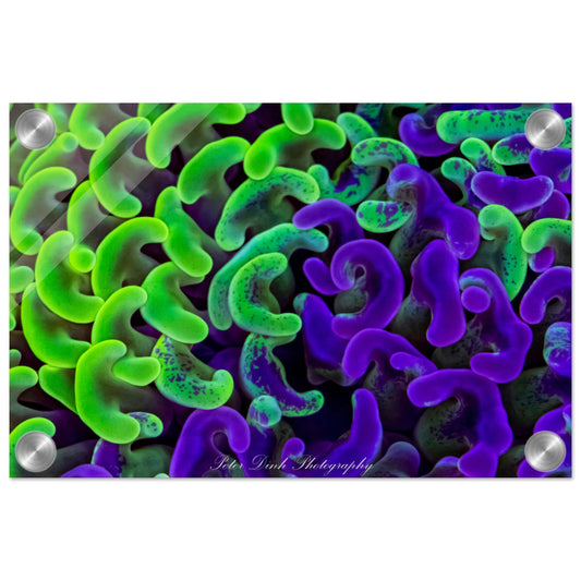 Bi-Color Hammer Coral Acrylic Print