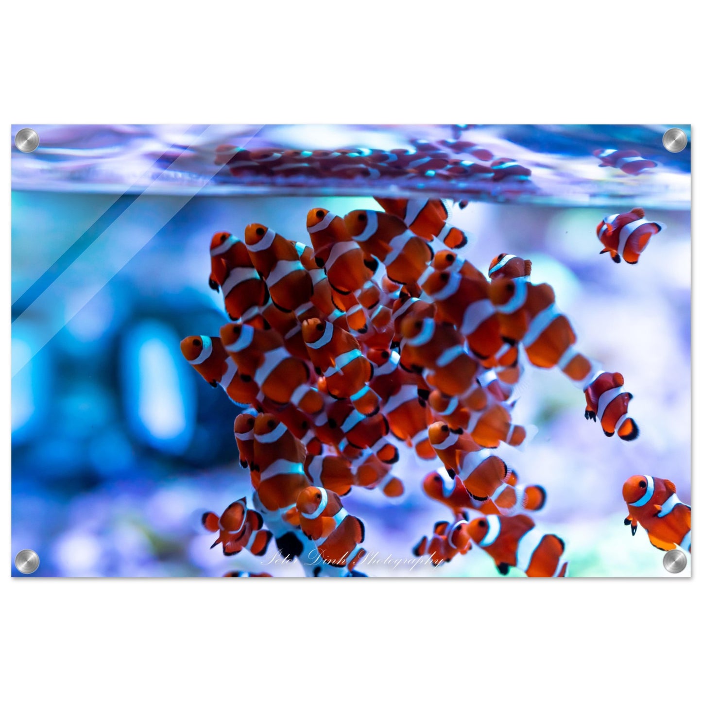 Clownfish Acrylic Print