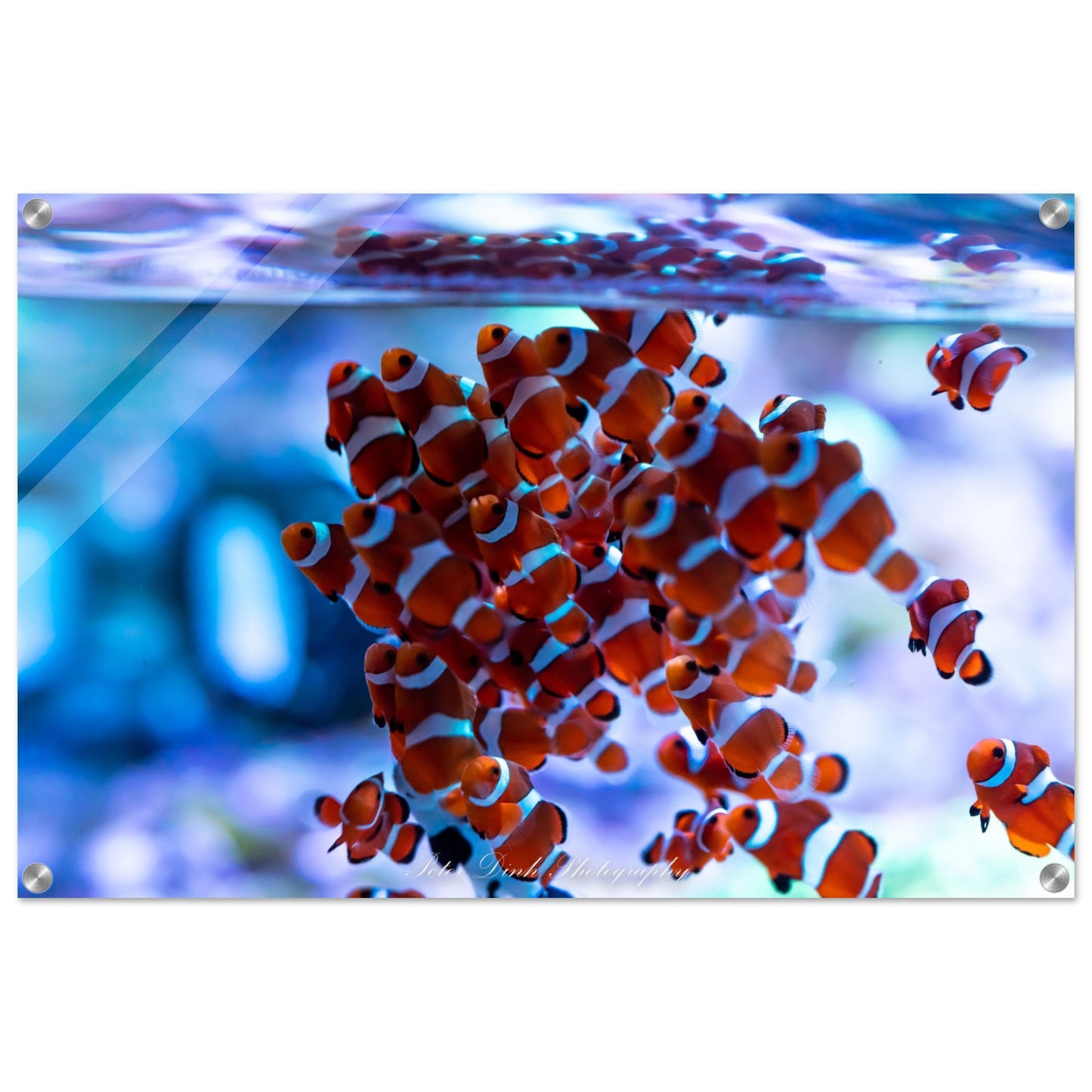 Clownfish Acrylic Print